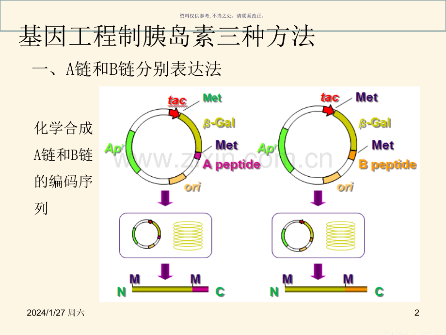 基因工程制胰岛素.ppt_第2页