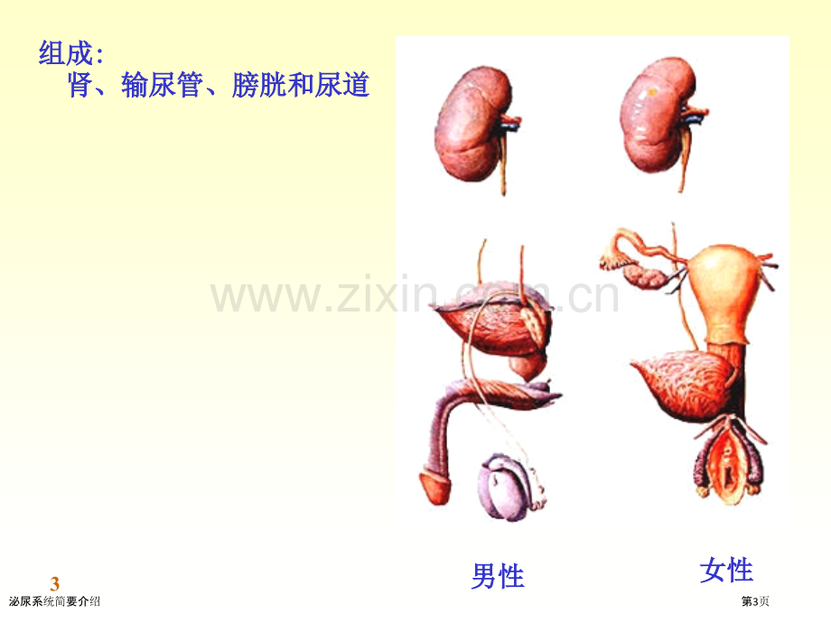 泌尿系统简要介绍.pptx_第3页