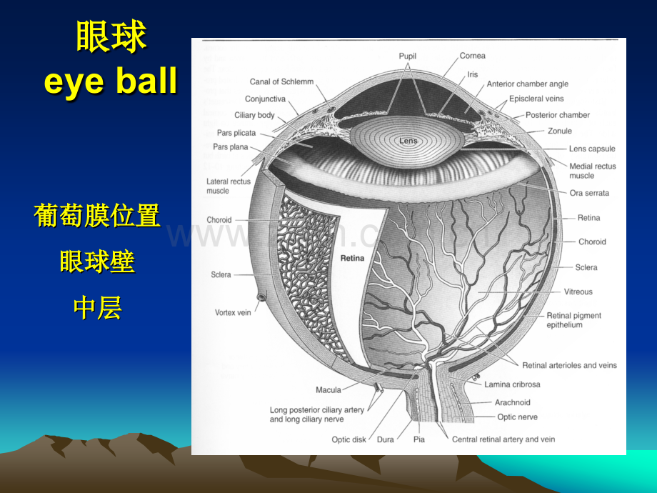 葡萄膜疾病ppt医学课件.ppt_第3页