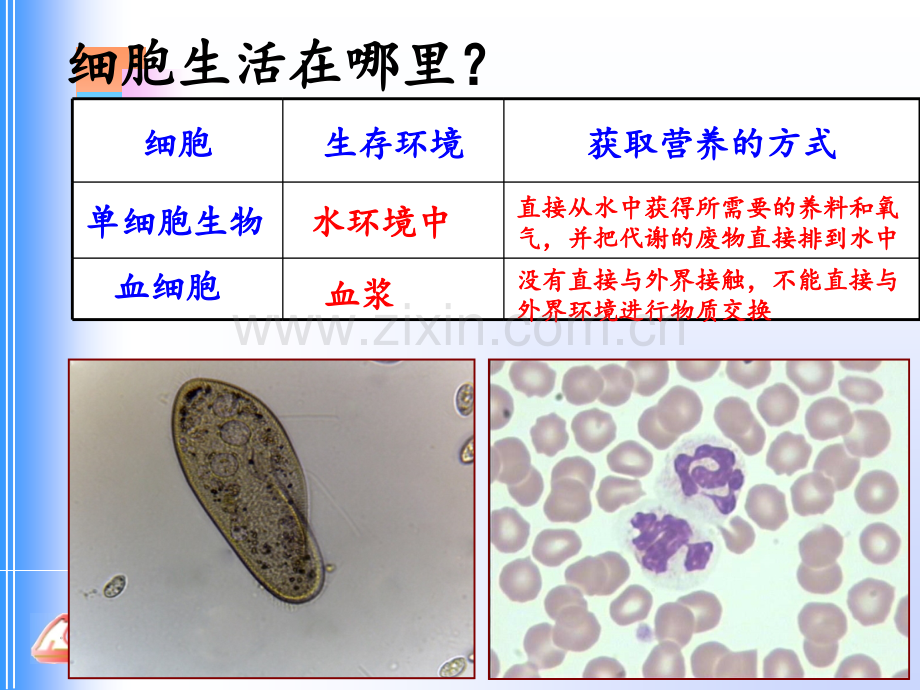 1.1-细胞生活的环境资料PPT课件.ppt_第3页