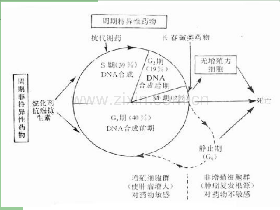 奥沙利铂的护理要点.ppt_第3页