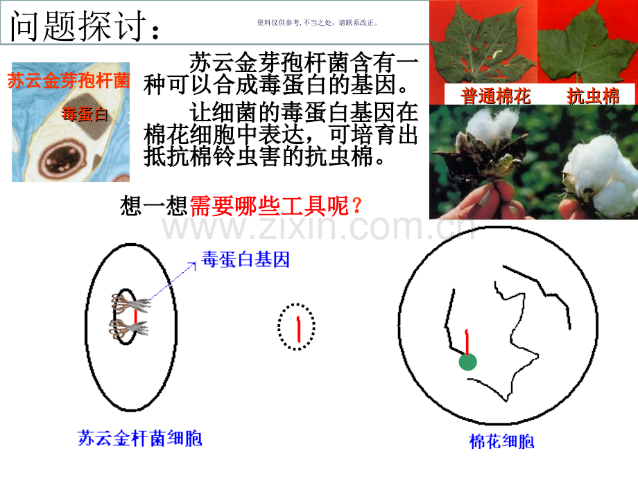 基因工程的原理.ppt_第3页