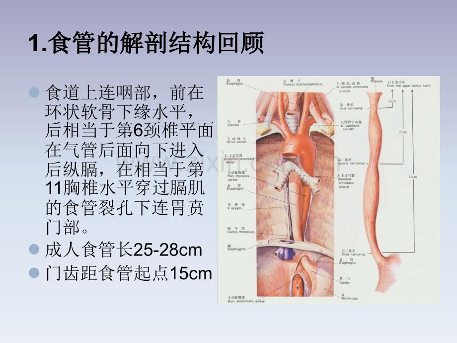 食管癌病人的护理PPT优质课件.ppt_第2页