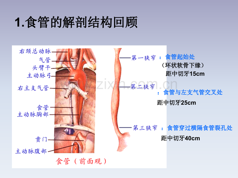 食管癌病人的护理PPT优质课件.ppt_第3页