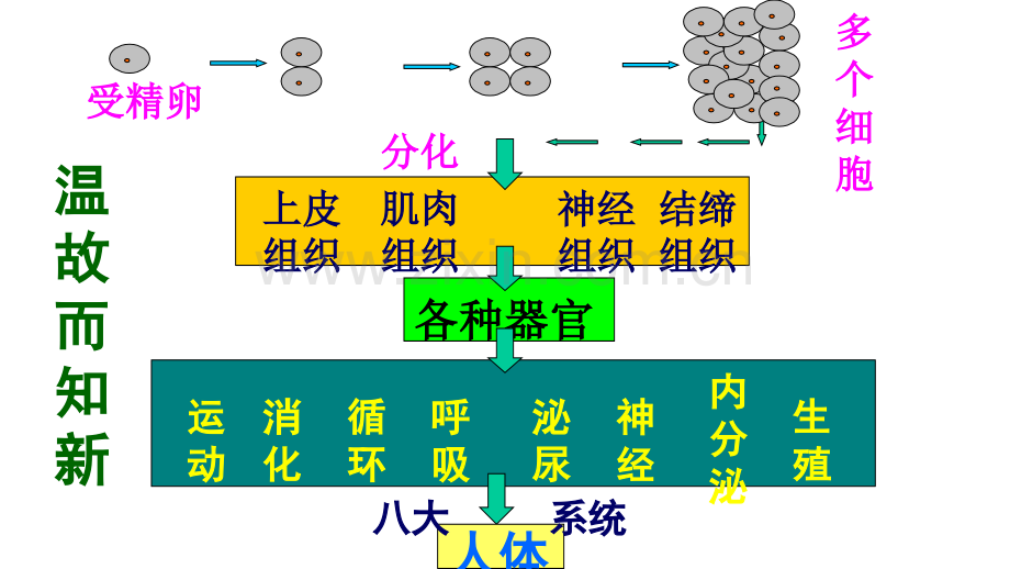 植物体的结构层次PPT课件》.ppt_第2页