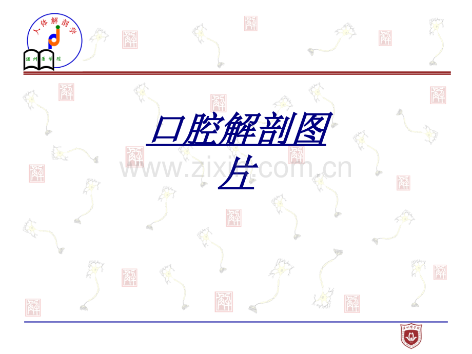 医学口腔解剖图片.ppt_第1页