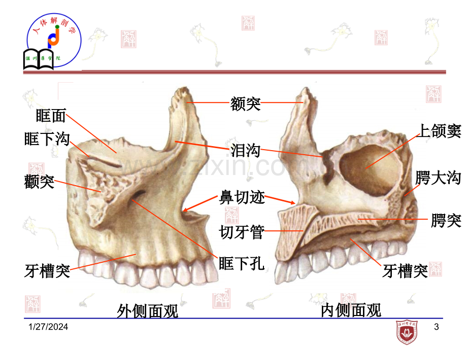 医学口腔解剖图片.ppt_第3页