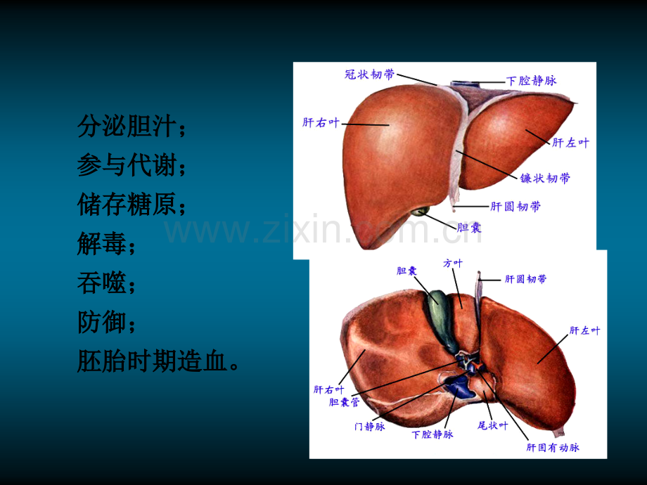 肝脏的CT影像诊断(最全版).ppt_第3页