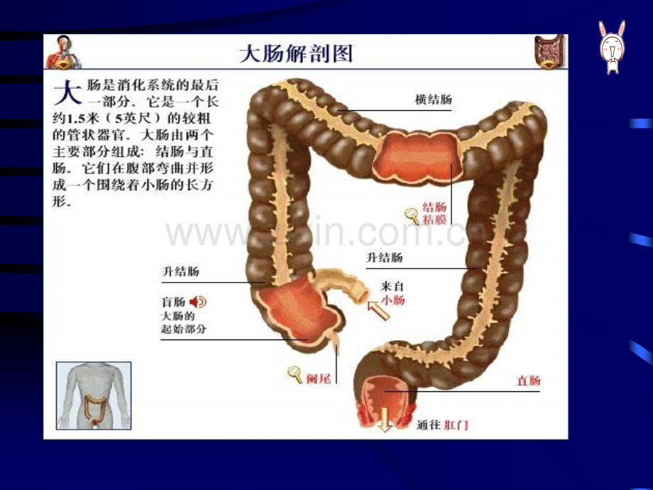 直肠癌伴多发转移的护理查房.ppt_第3页