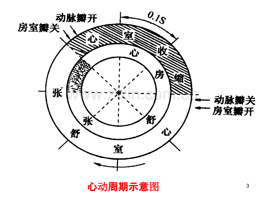 心肌生理PPT课件.ppt_第3页