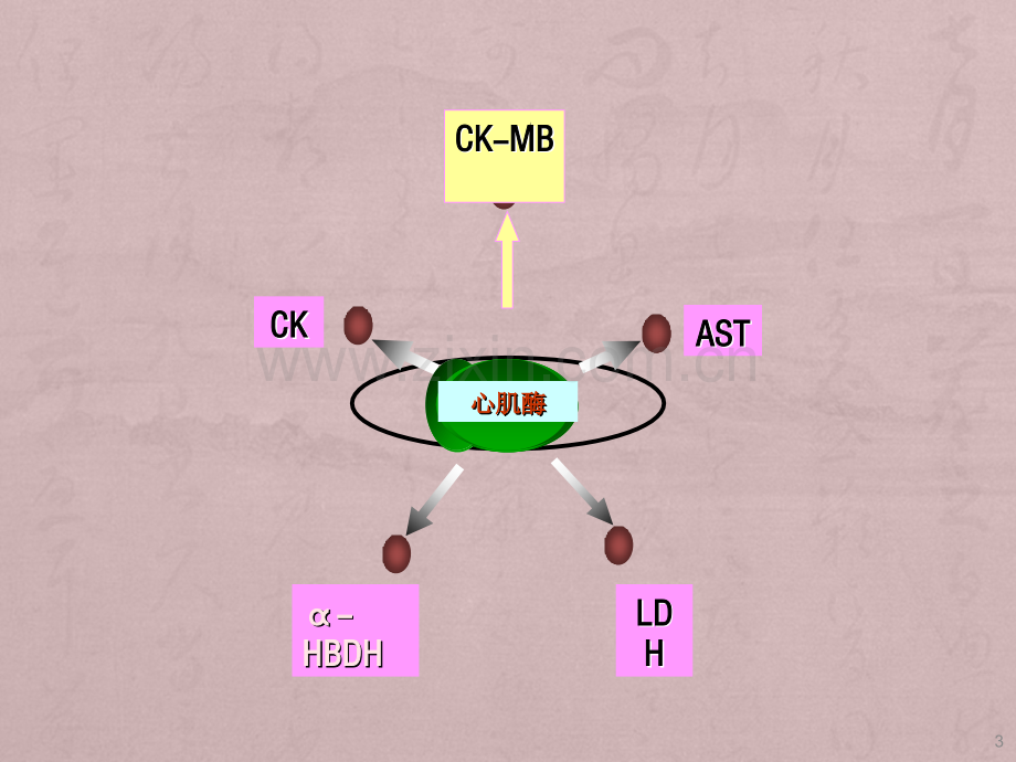 心肌酶谱检测及意义ppt课件.pptx_第3页