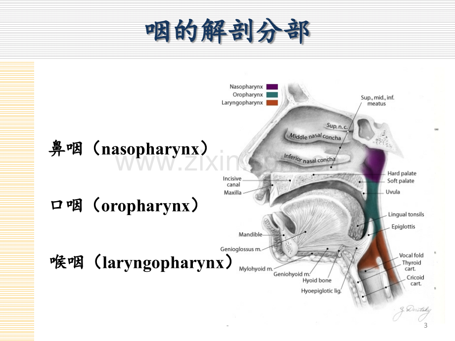 5咽部的解剖和生理PPT课件.ppt_第3页