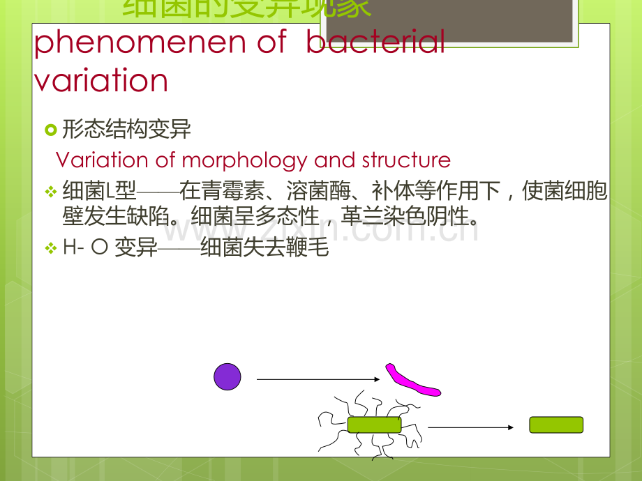 细菌的遗传和变异.ppt_第3页