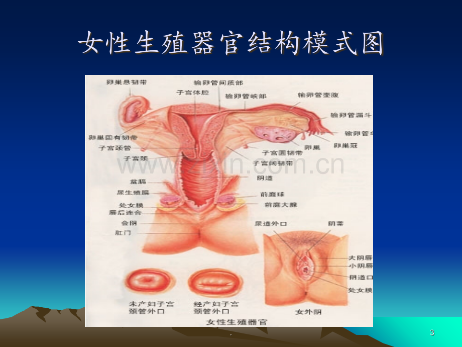 妇科常见病知识讲座(1)PPT课件.ppt_第3页