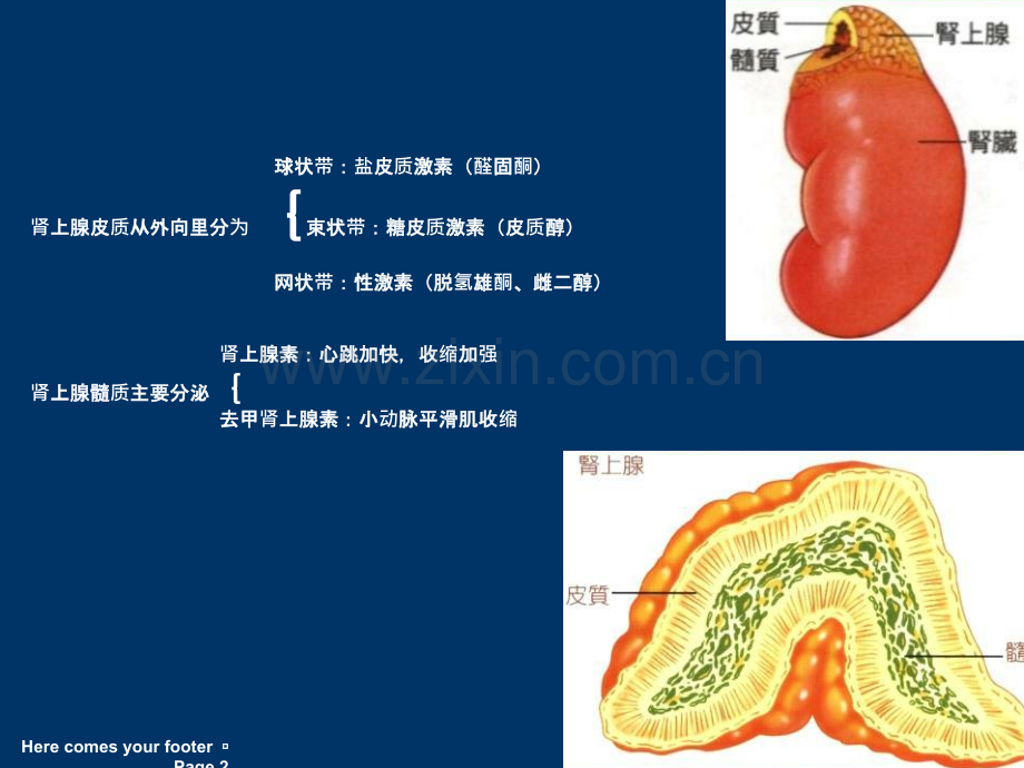 常见肾上腺肿瘤的CT诊断与鉴别诊断ppt课件.ppt_第2页