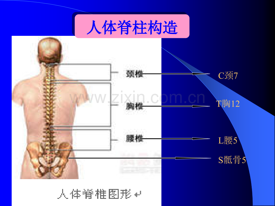 腰椎间盘突出症护理精美.ppt_第3页