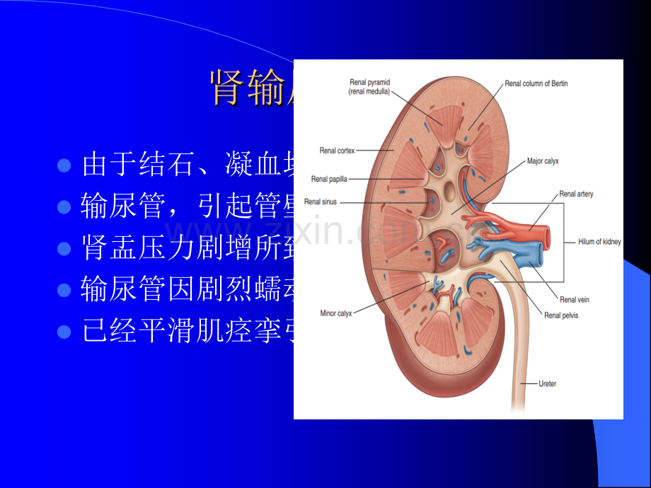 泌尿外科常见急症ppt课件.pptx_第3页