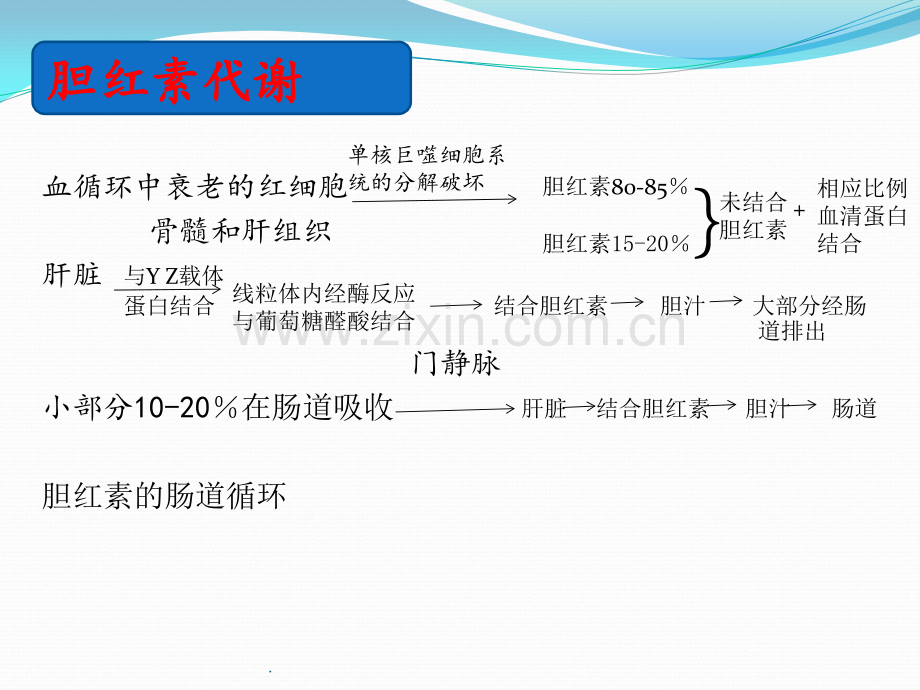 新生儿黄疸护理.pptx_第3页