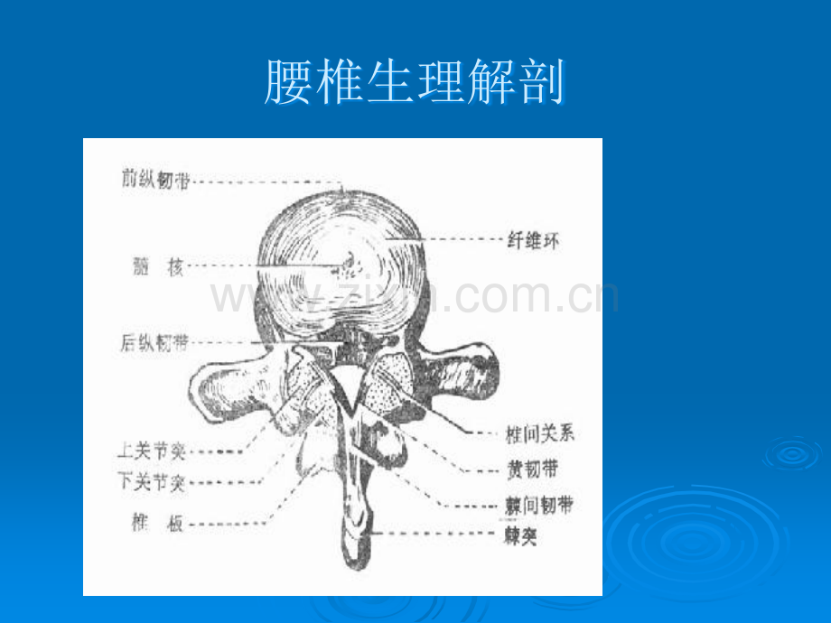 腰腿痛的针灸治疗.ppt_第2页