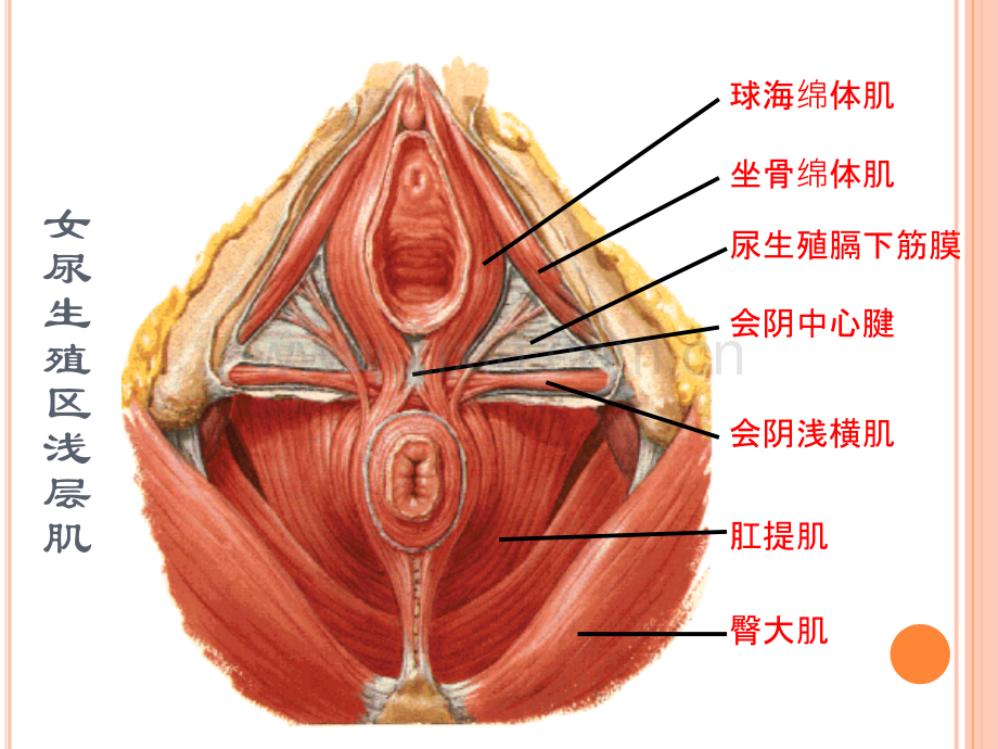 产后盆底康复治疗ppt课件.ppt_第3页