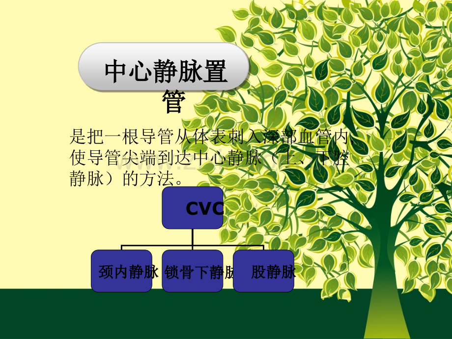 CVC的护理.ppt_第3页