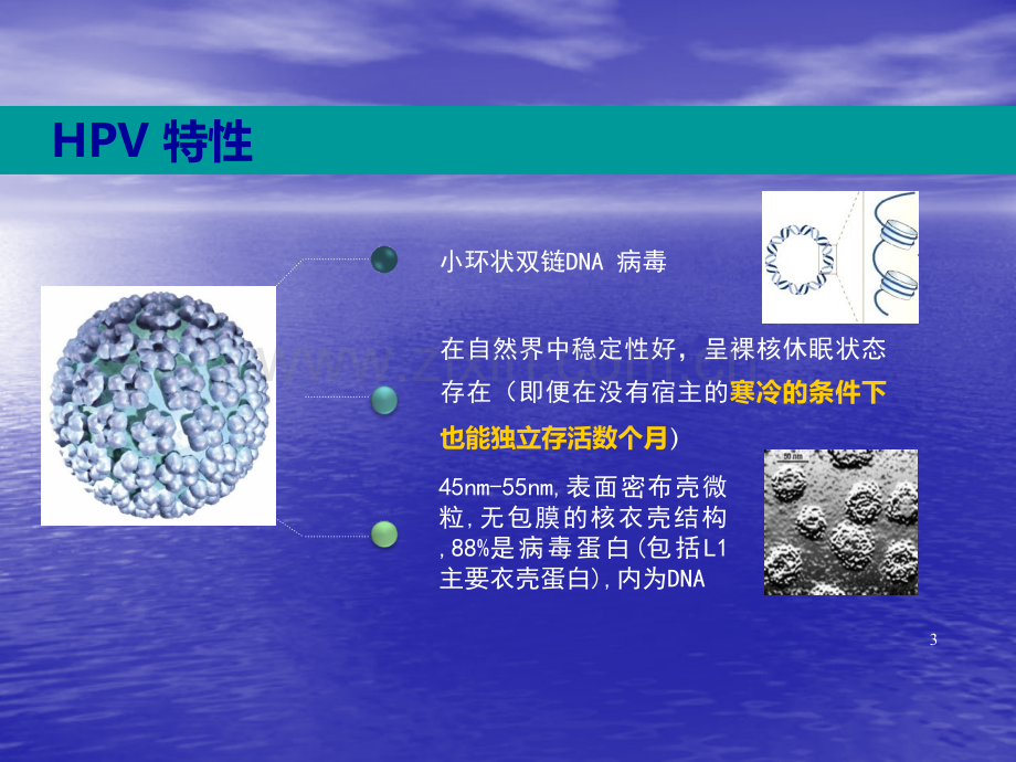 HPV感染与临床防治ppt课件.ppt_第3页