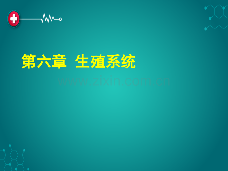 第六章：生殖系统ppt课件.ppt_第1页