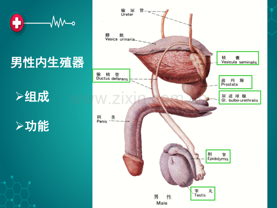 第六章：生殖系统ppt课件.ppt_第3页