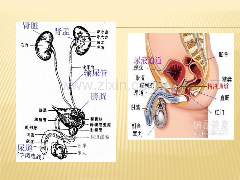 膀胱癌病人的护理-李莉琴.ppt_第3页