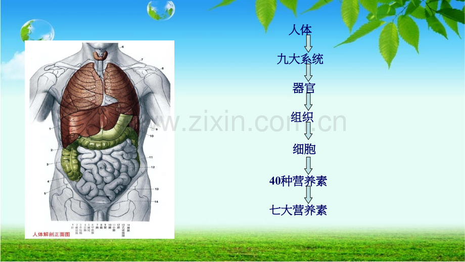 营养与健康之7大营养素PPT课件.pptx_第3页