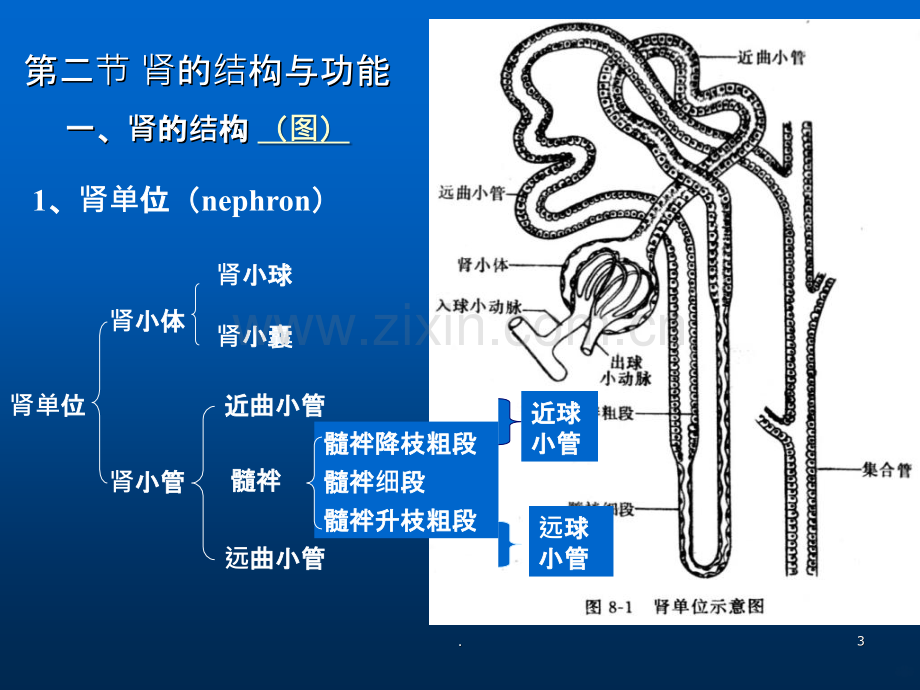 动物生理学第十章肾与排泄ppt课件.ppt_第3页