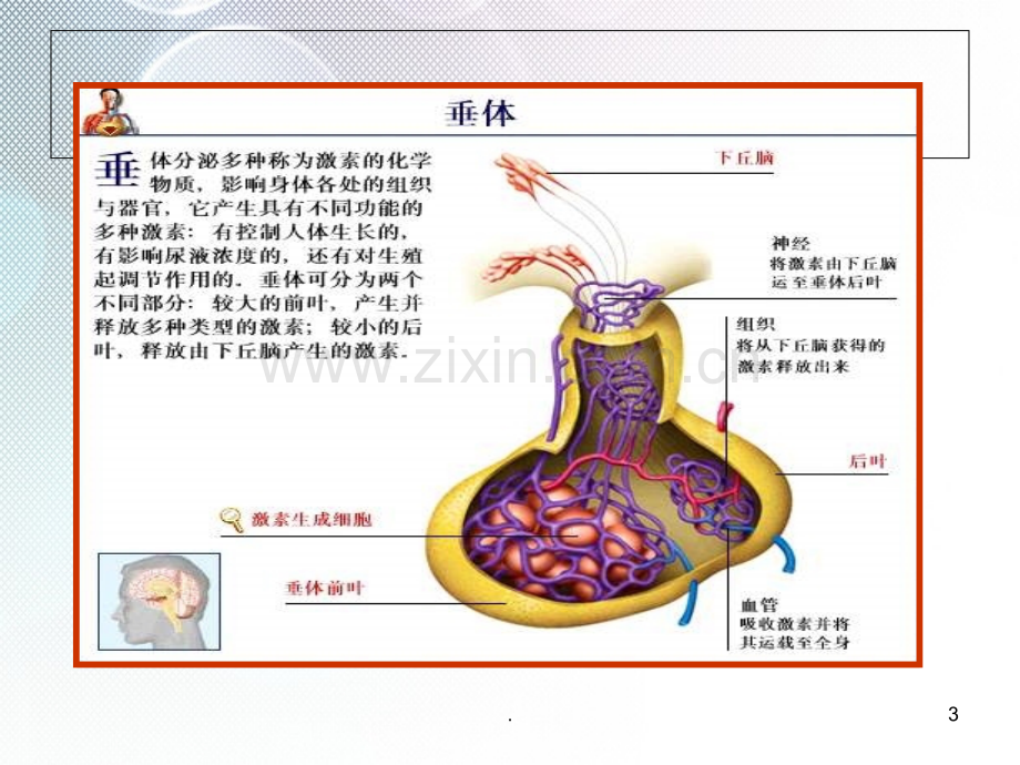 席汉氏综合征PPT课件.ppt_第3页