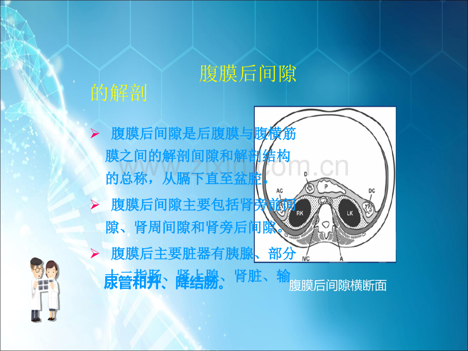 腹膜后间隙病变的影像诊断ppt课件.ppt_第2页