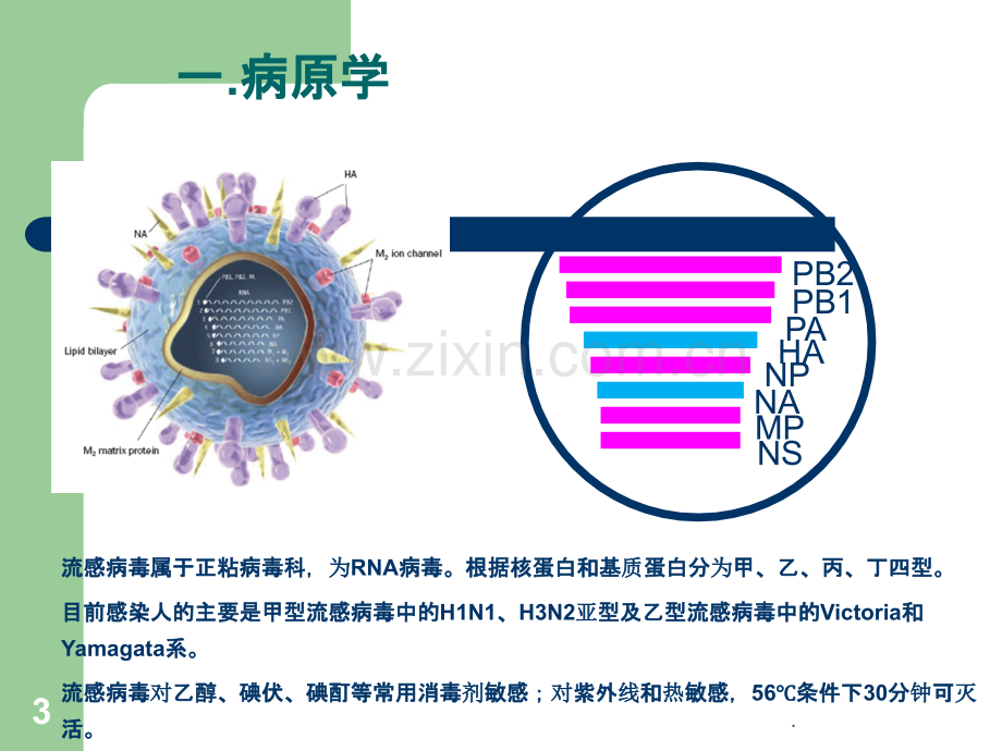 流行性感冒诊疗方案及流程ppt课件.pptx_第3页