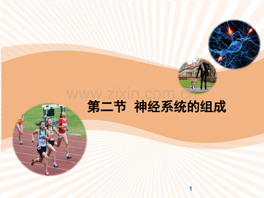 《神经系统的组成》共张ppt课件.ppt_第1页