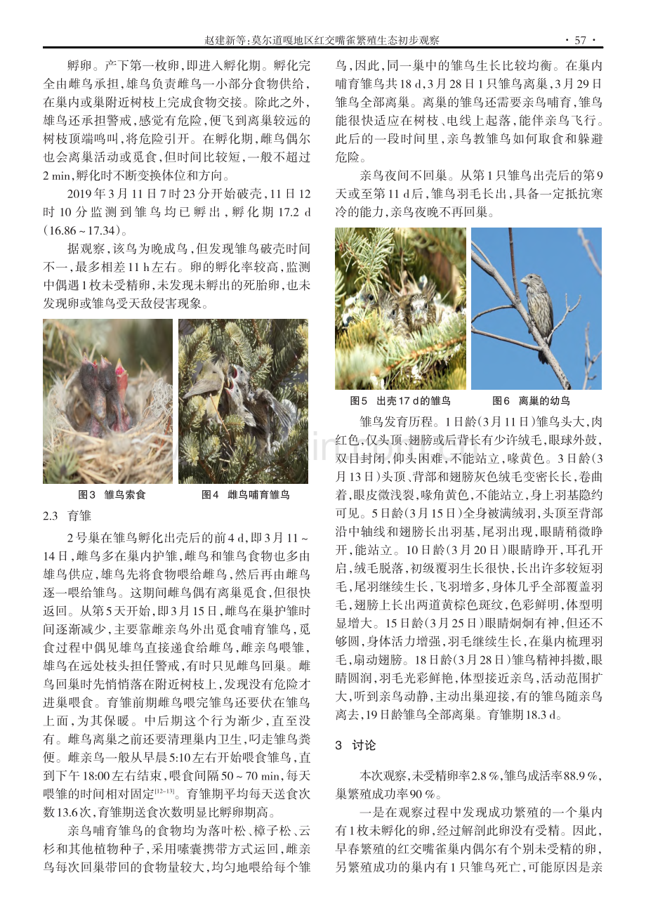 莫尔道嘎地区红交嘴雀繁殖生态初步观察.pdf_第3页