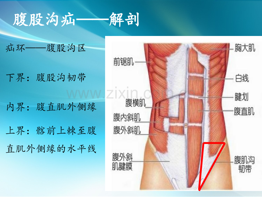 腹股沟疝——解剖腹外疝ppt课件.ppt_第2页