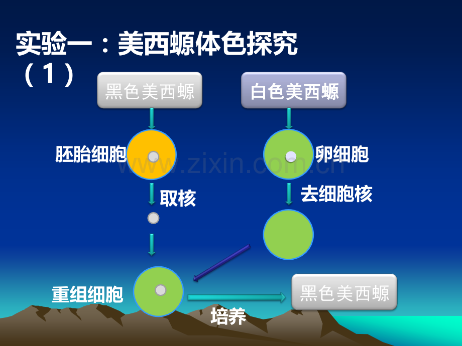 细胞核系统的控制中心课件.ppt_第2页