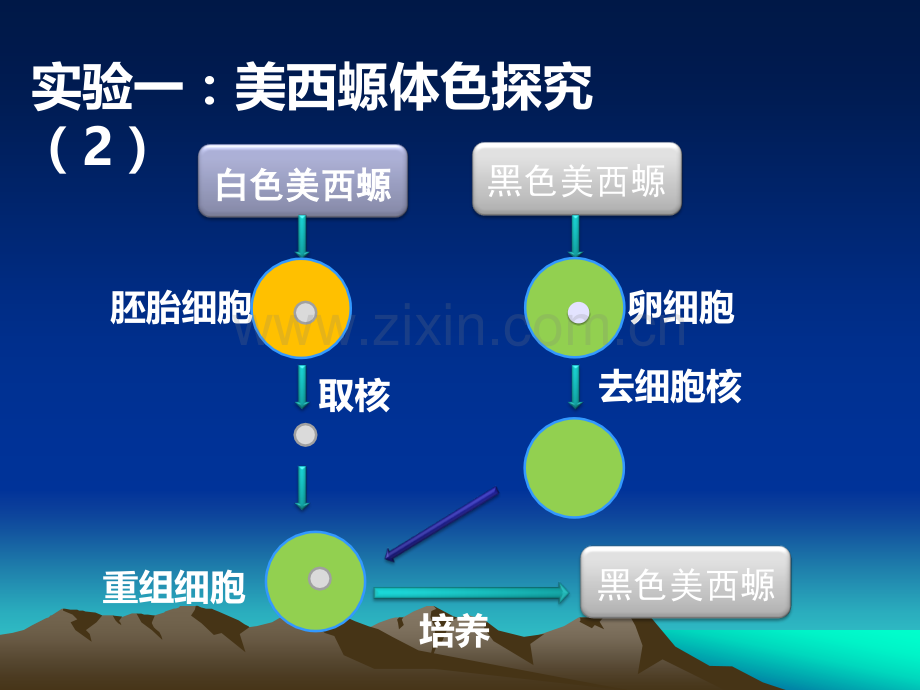 细胞核系统的控制中心课件.ppt_第3页