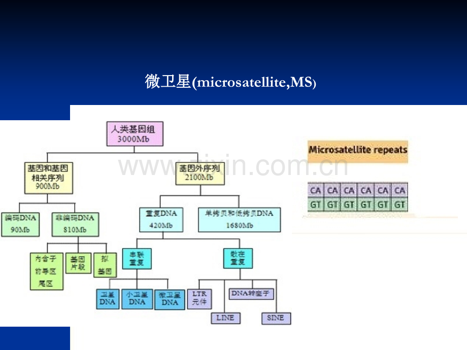 微卫星不稳定与结直肠癌.ppt_第3页