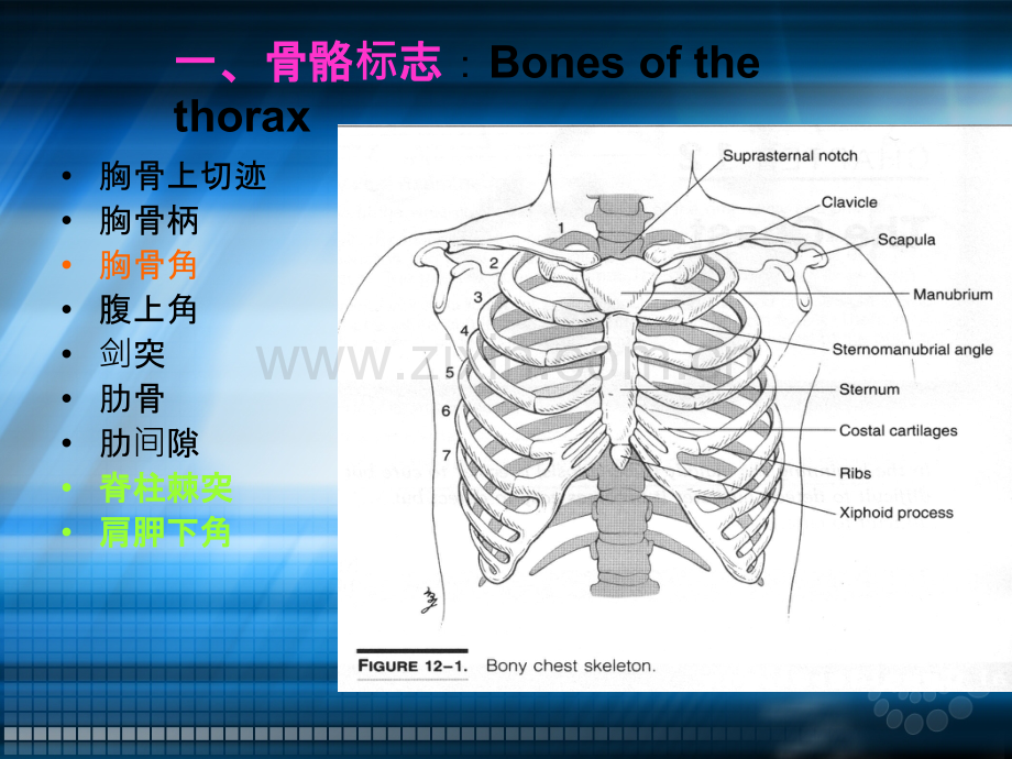 第五章胸部体格检查ppt课件.ppt_第3页