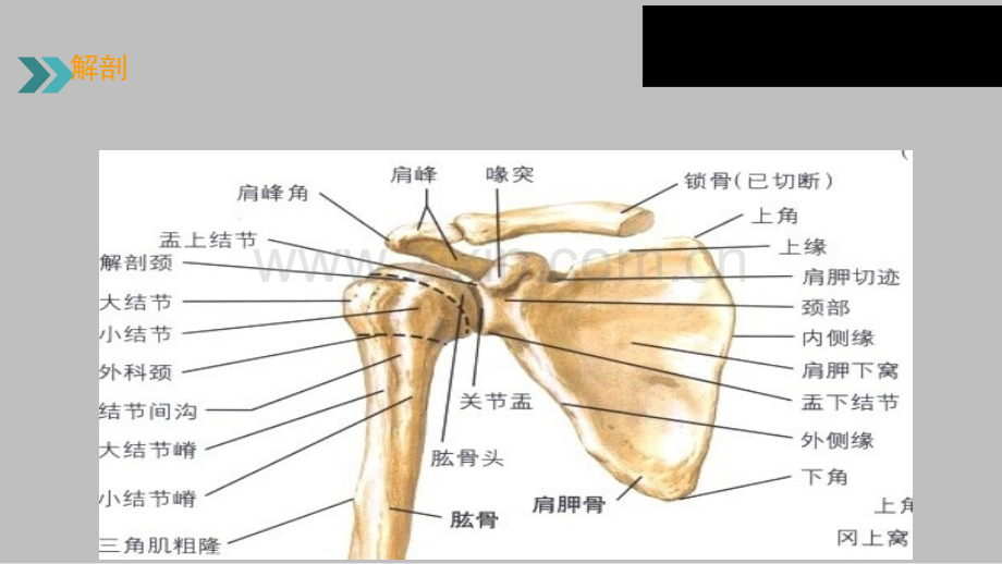 肩周炎康复治疗ppt课件.ppt_第3页