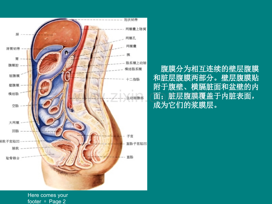 腹膜及肠系膜病变影像学分析.ppt_第2页