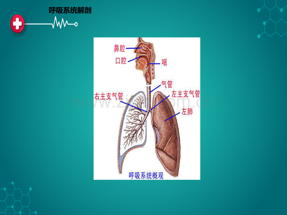 第六章呼吸系统疾病患儿的护理ppt课件.ppt_第3页