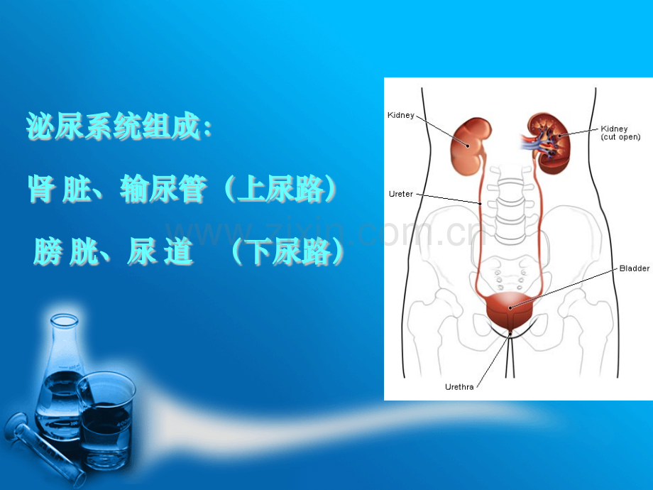 泌尿男性生殖系统疾病的主要症状和特殊检查ppt课件.pptx_第2页