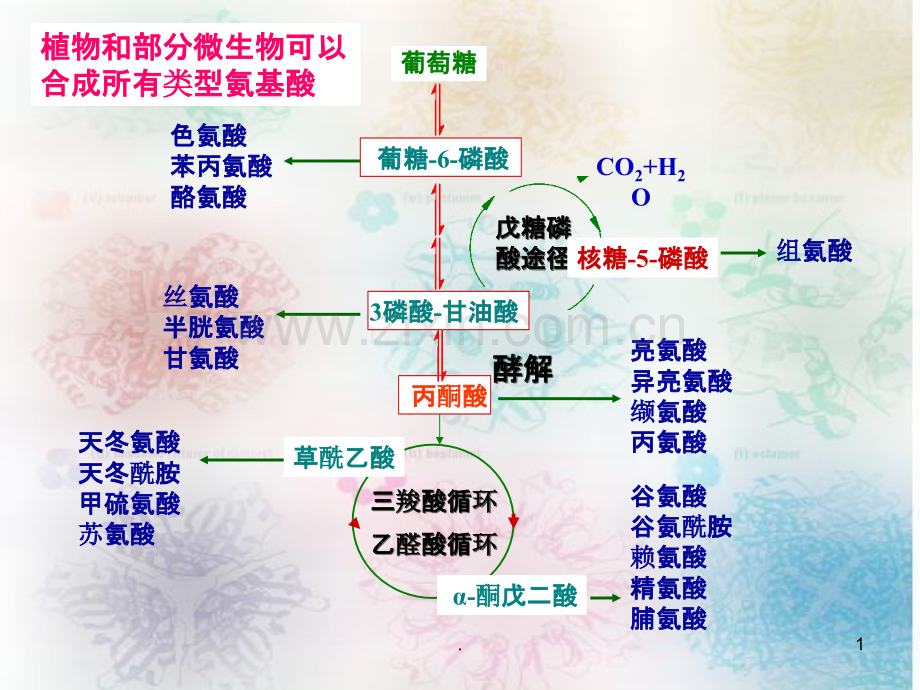 氨基酸及其重要衍生物的PPT课件.ppt_第1页