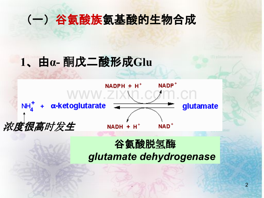 氨基酸及其重要衍生物的PPT课件.ppt_第2页