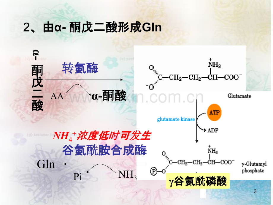 氨基酸及其重要衍生物的PPT课件.ppt_第3页