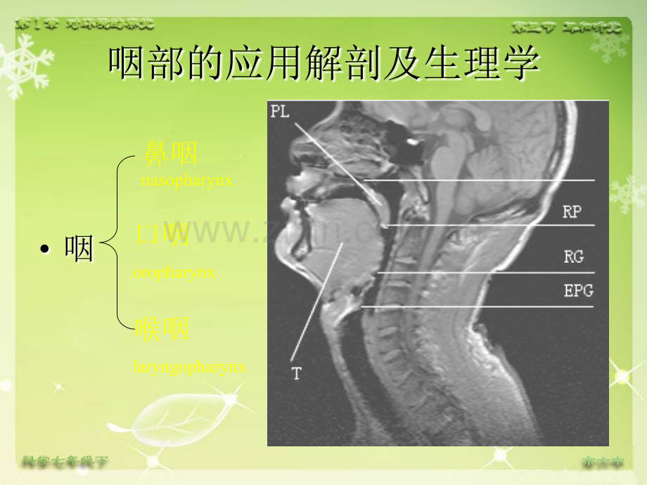 耳鼻咽喉头颈外科学——咽科学ppt课件.ppt_第3页