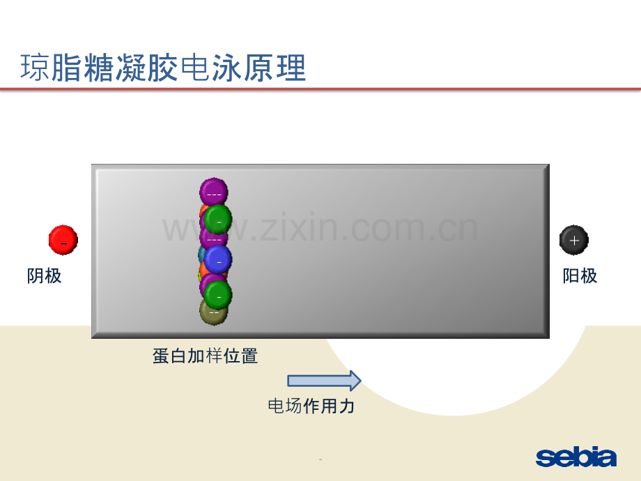 上海交通大学附属新华医院--王连升博士-蛋白电泳在临床中的应用PPT课件.pptx_第3页